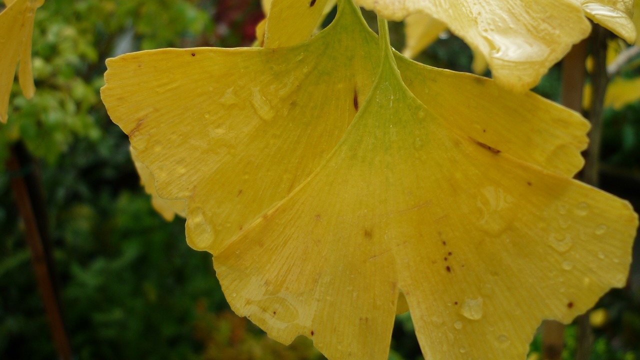 gingko leaves fall color free photo