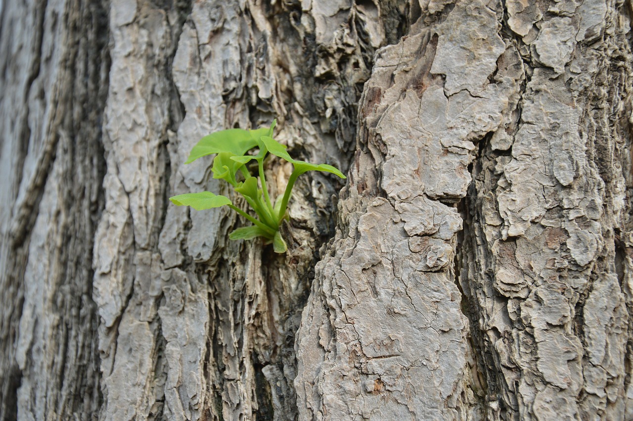 gingko bark new leaves free photo