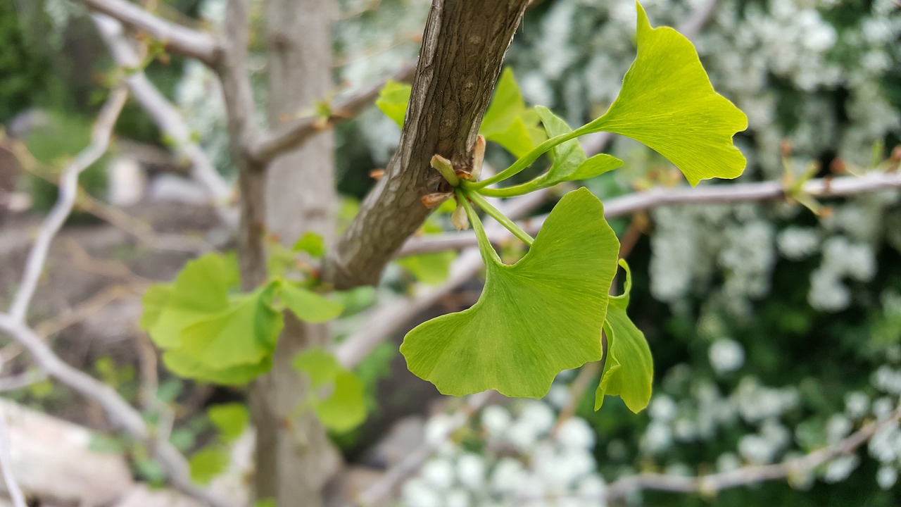 gingko  leaf  nature free photo