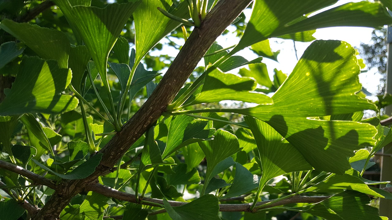gingko  leaf  plant free photo