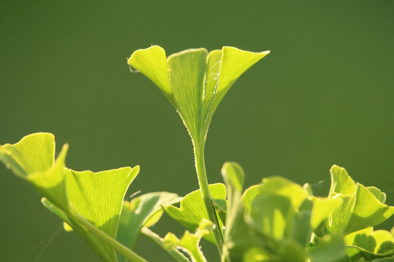 gingko  green  plant free photo