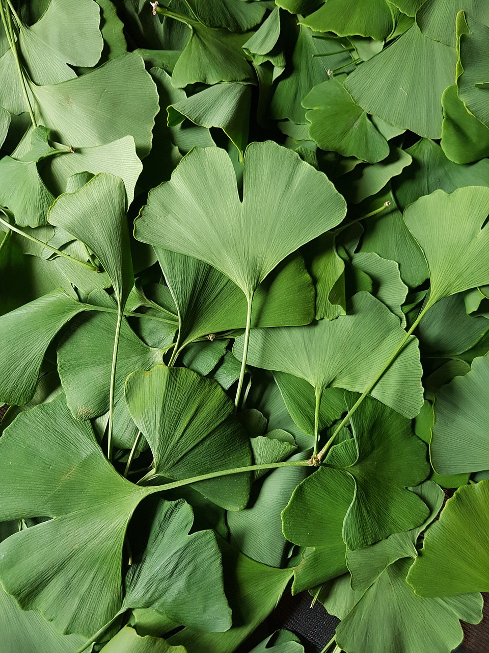 gingko  green  leaves free photo