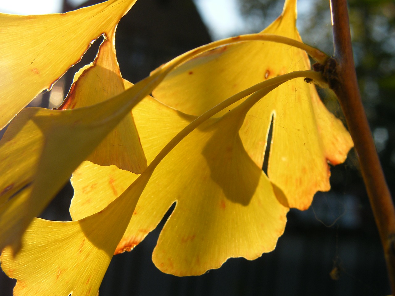 gingko leaf leaves free photo