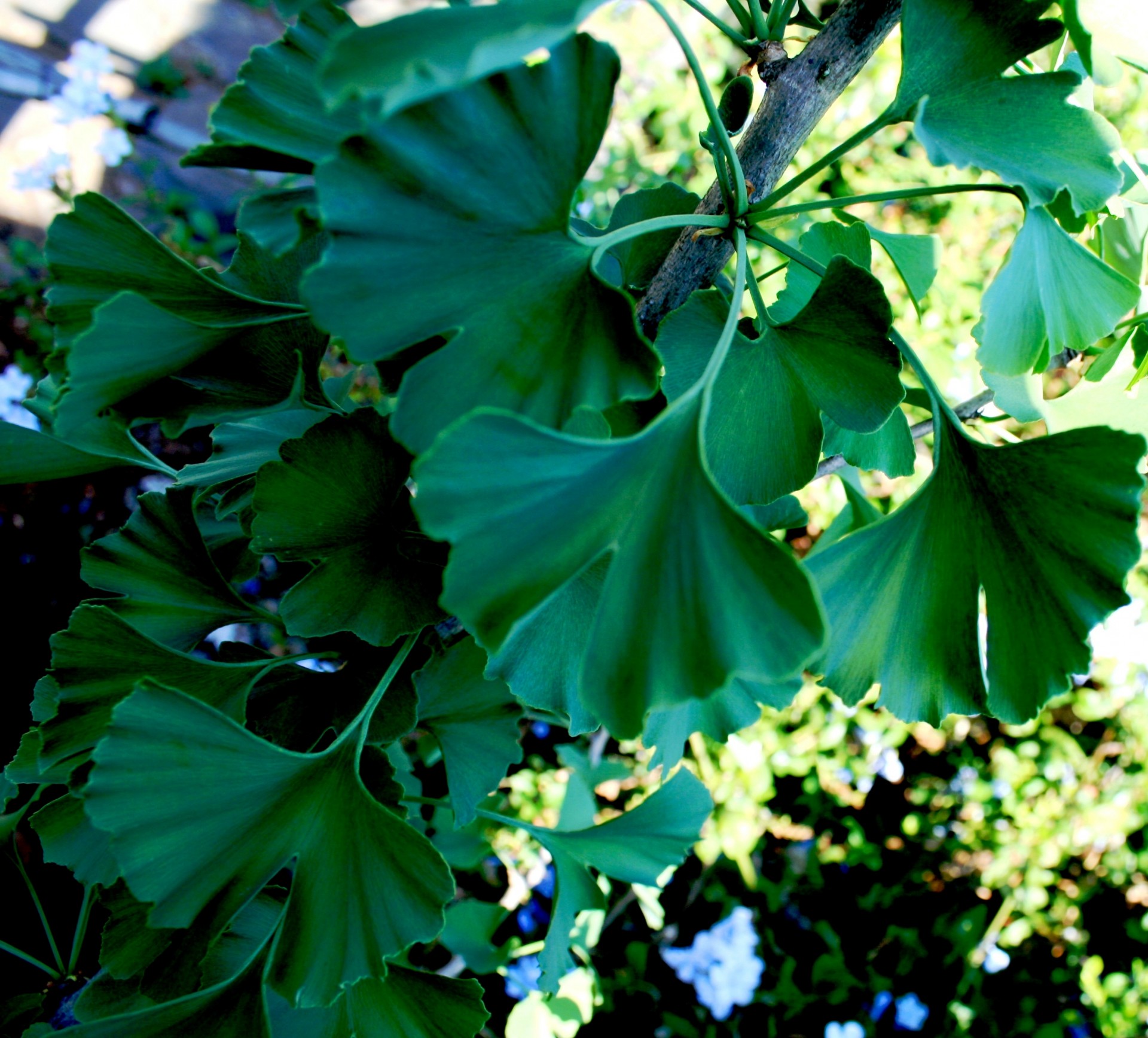 leaves green lobed free photo