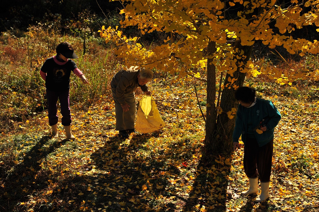 gingko tree ginkgo picked up autumn free photo