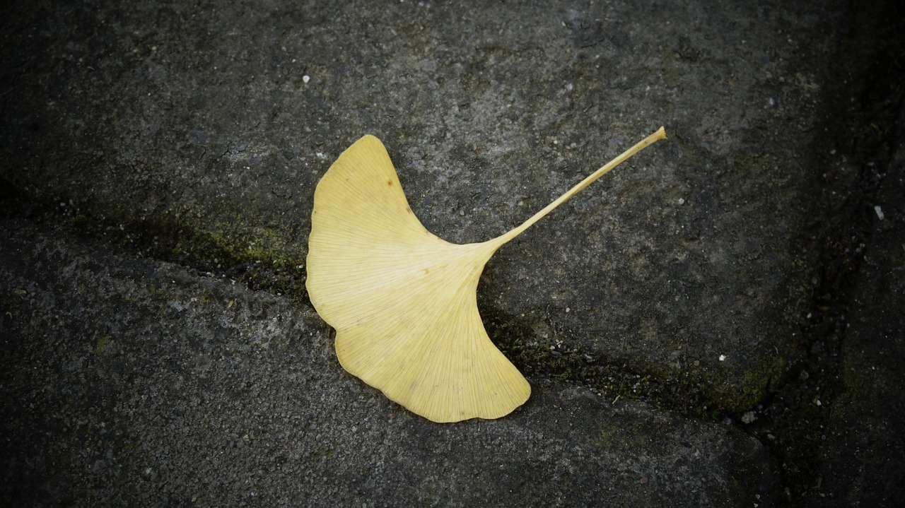 ginkgo defoliation dead leaves free photo