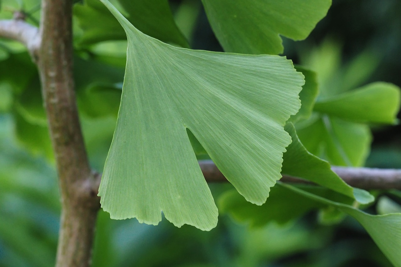 ginkgo leaf tree free photo