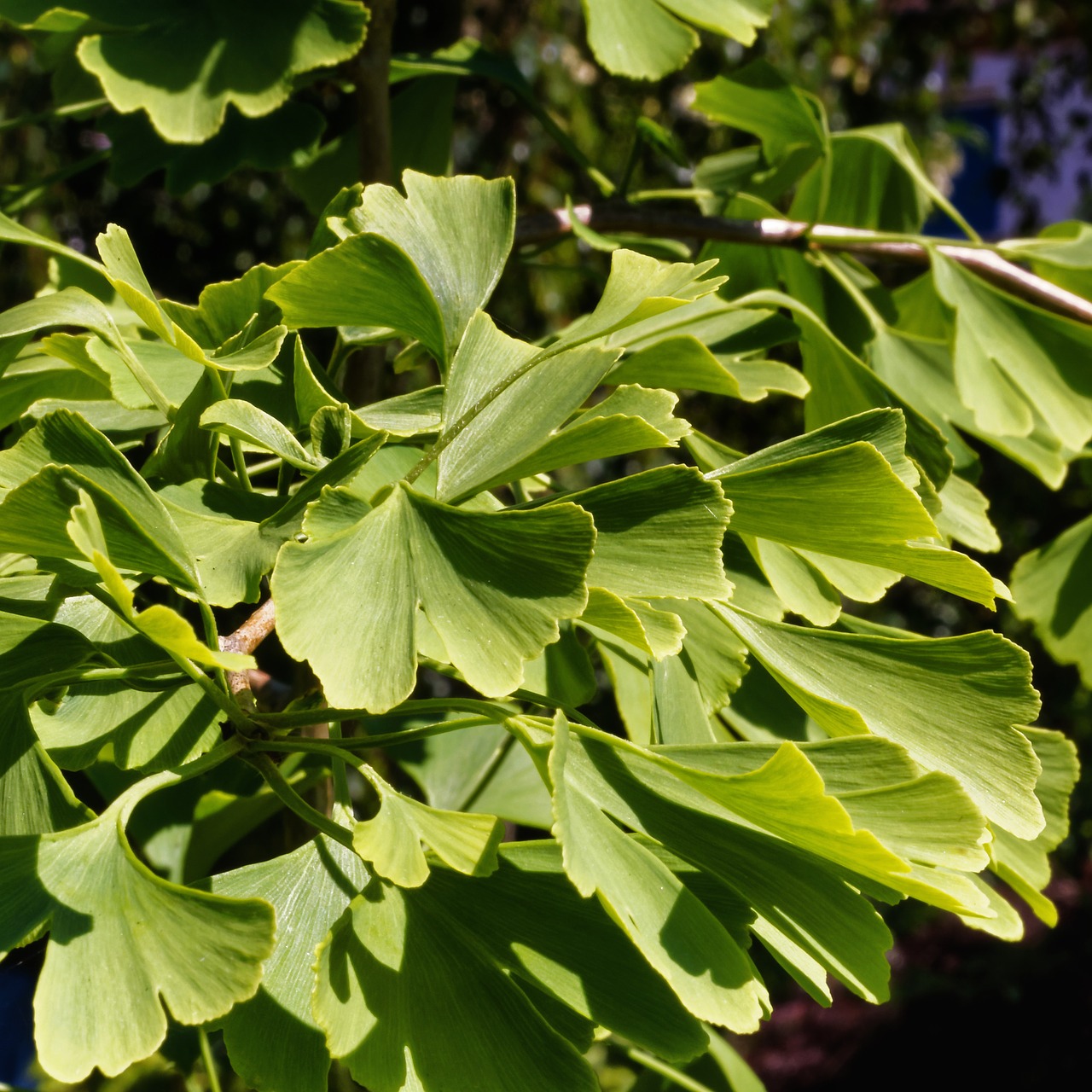 ginkgo leaves plant free photo
