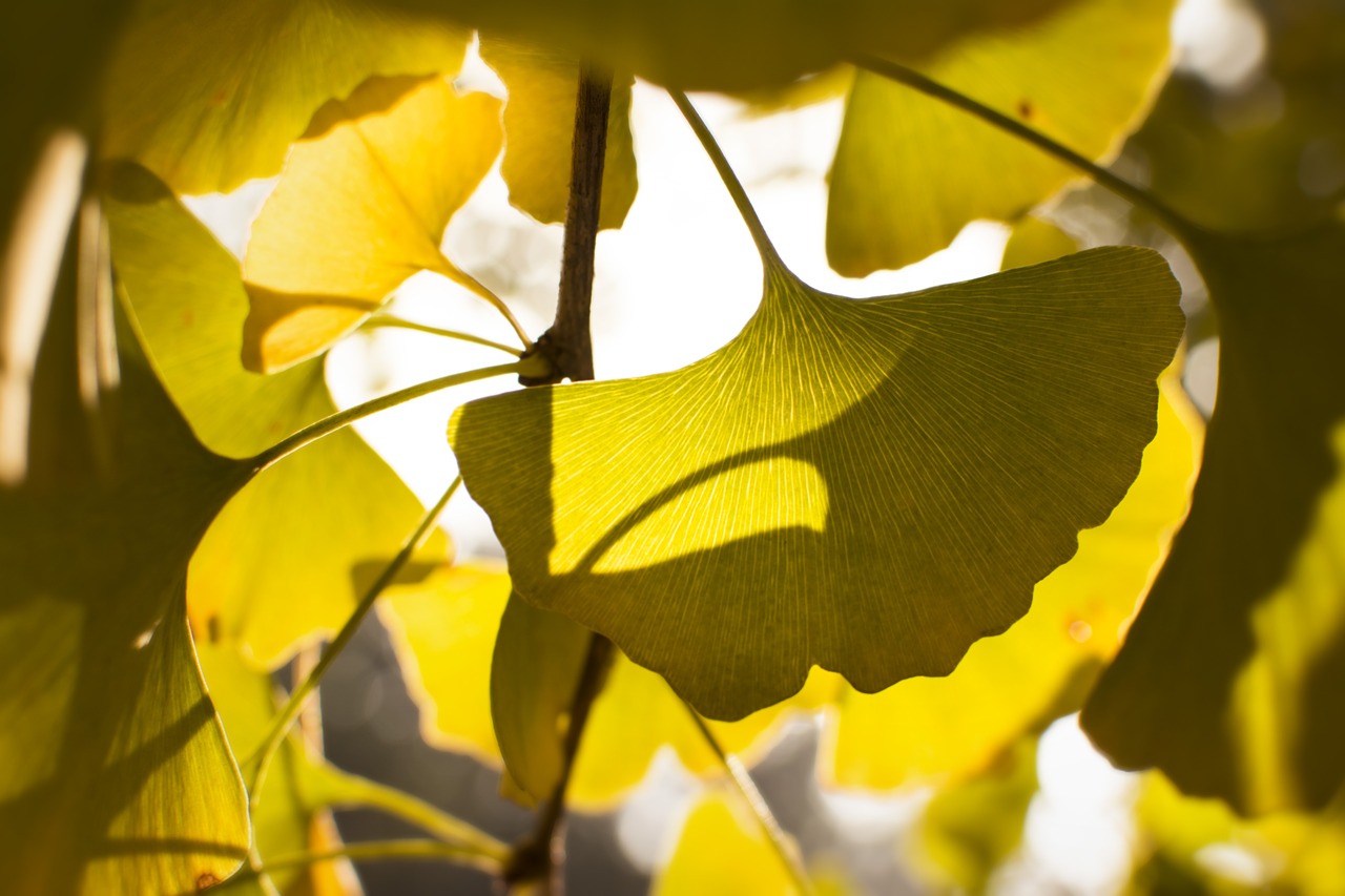 ginkgo sunshine backlighting free photo