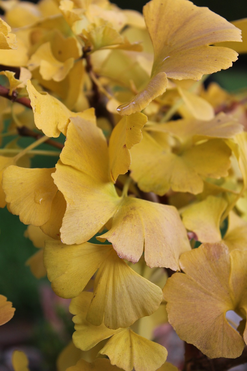 ginkgo yellow autumn free photo