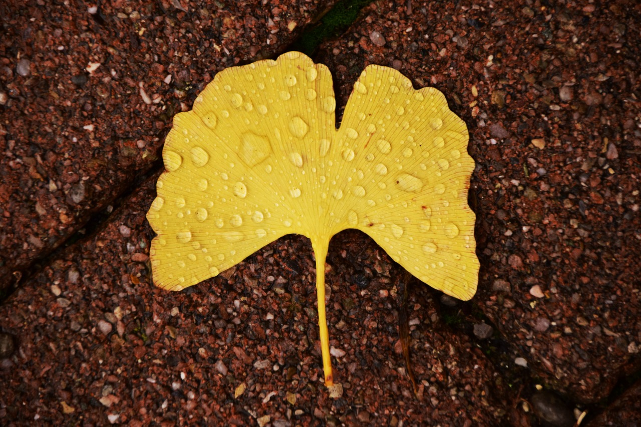 ginkgo ginkgo leaf autumn free photo