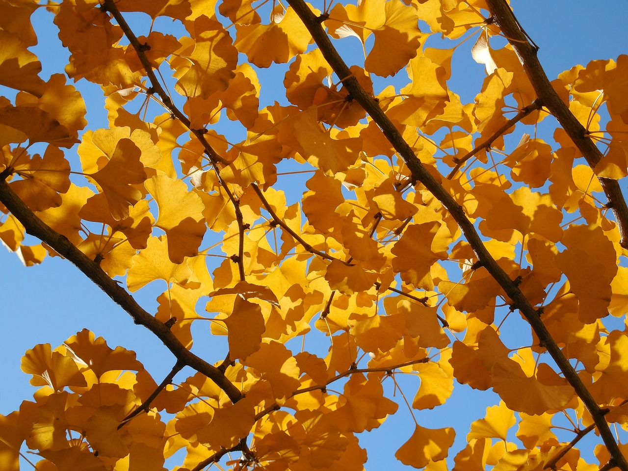 ginkgo leaves fall free photo