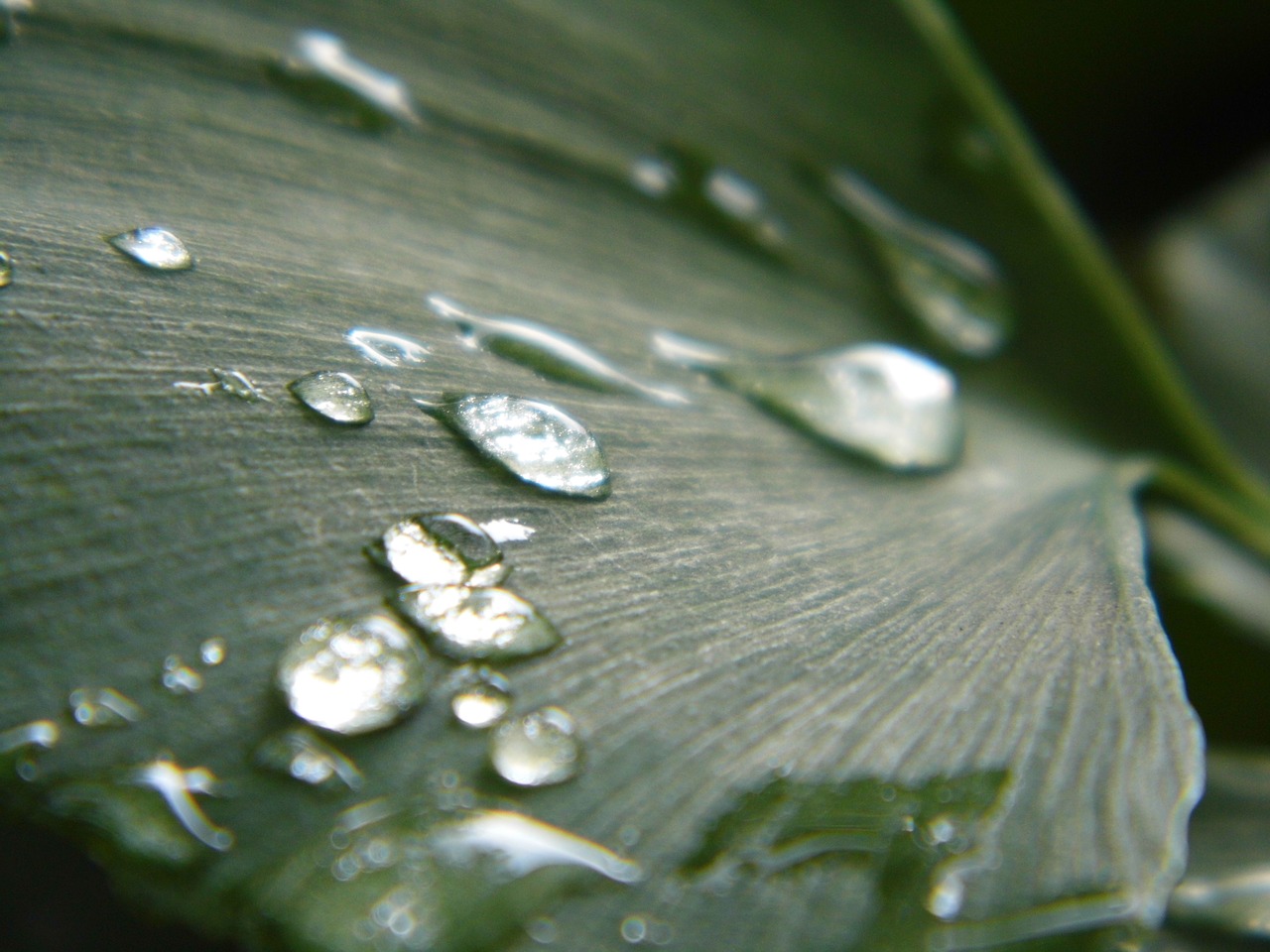 ginkgo drops of water leaf free photo