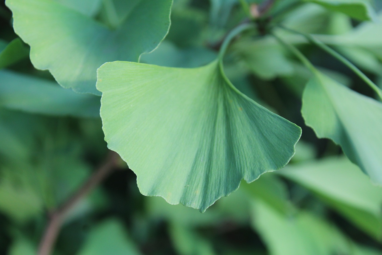 ginkgo leaf green free photo