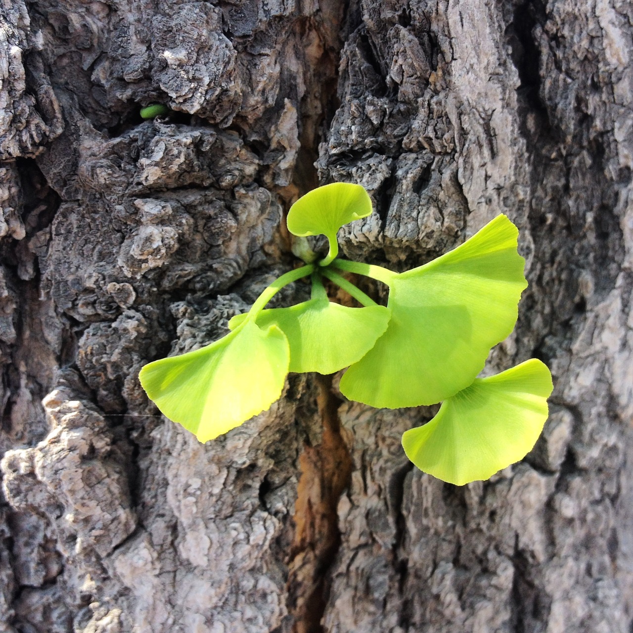 ginkgo leaf bud free photo