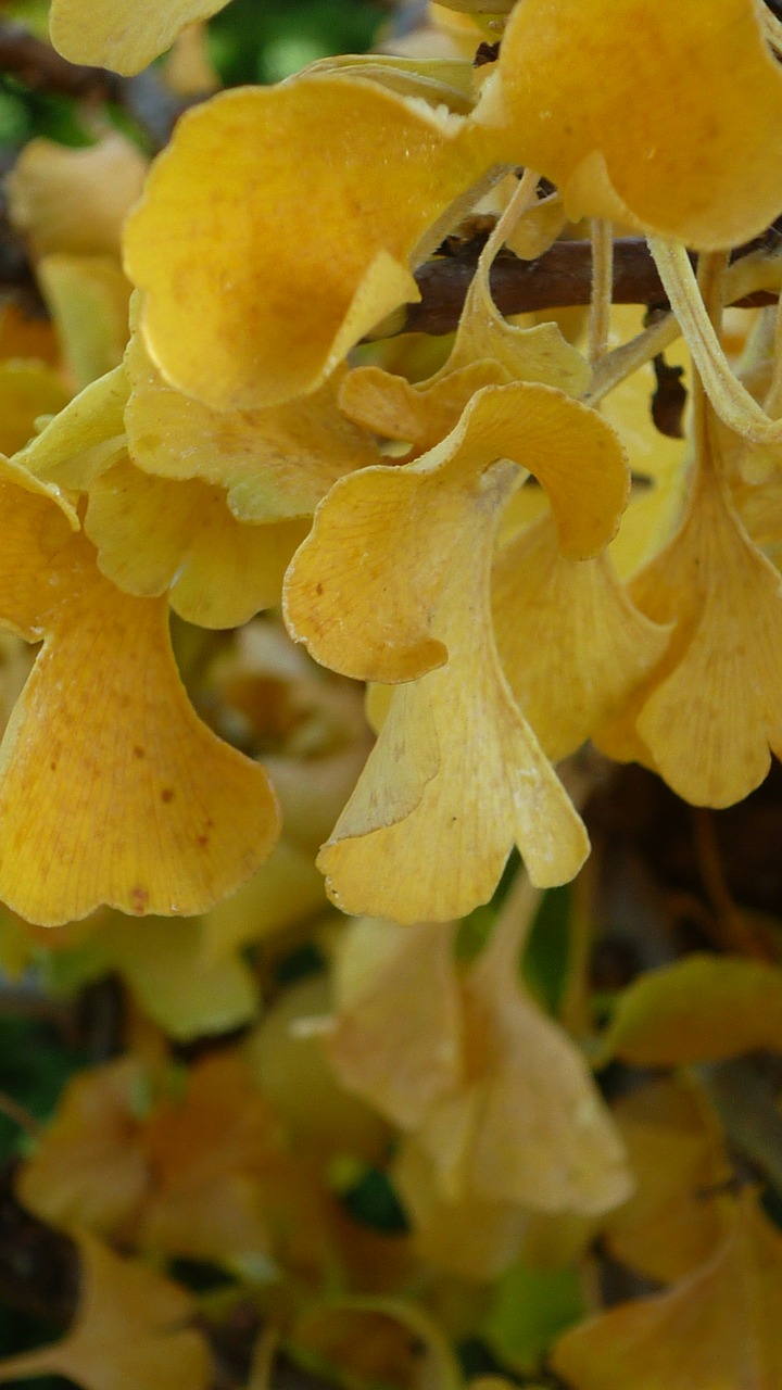 ginkgo tree yellow free photo