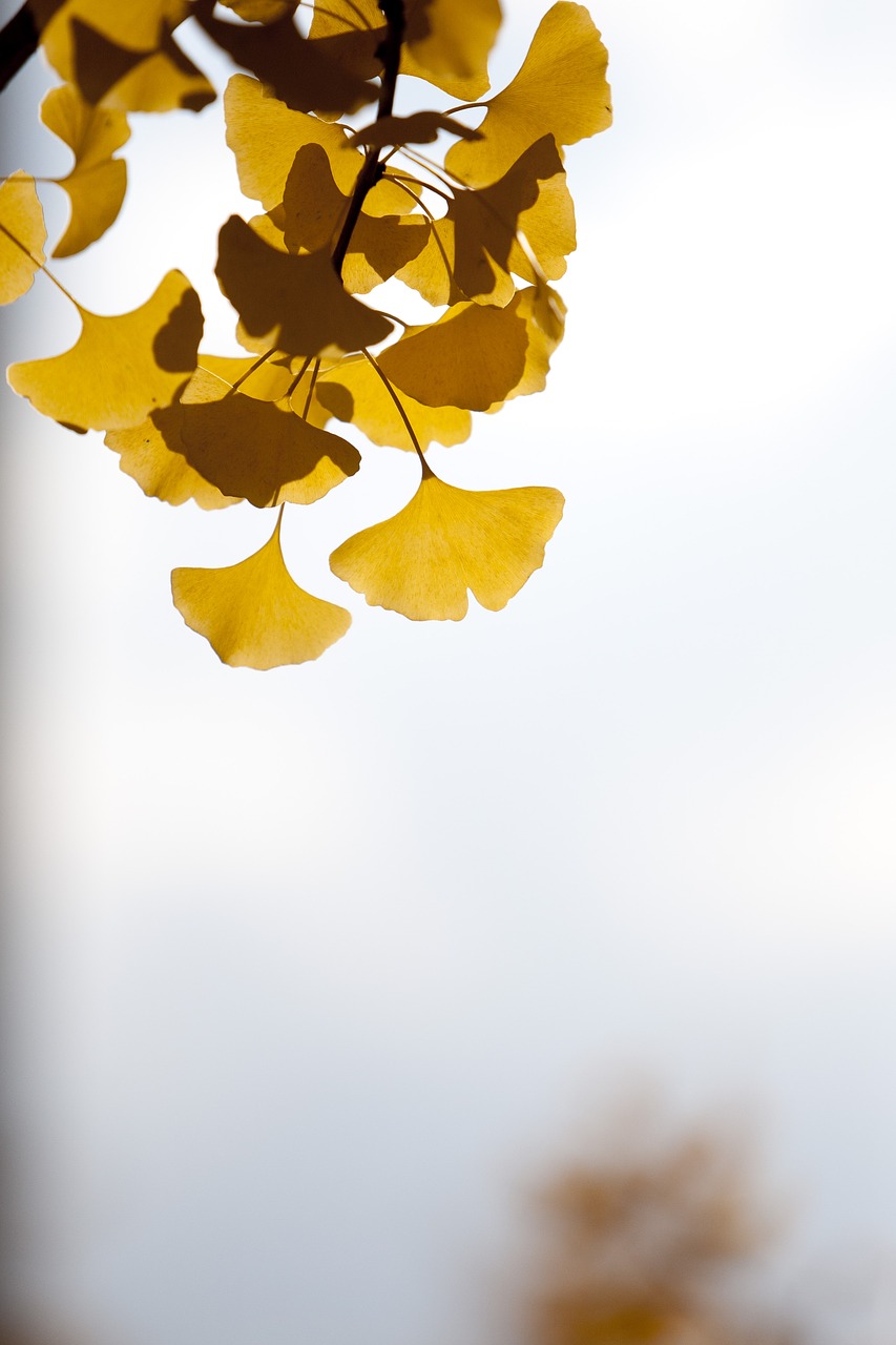 ginkgo autumn leaves free photo