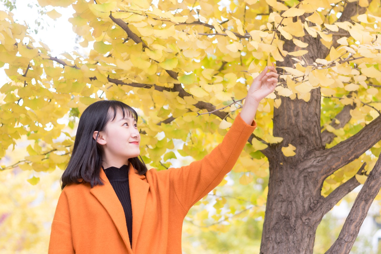 ginkgo girls shenyang agricultural university free photo