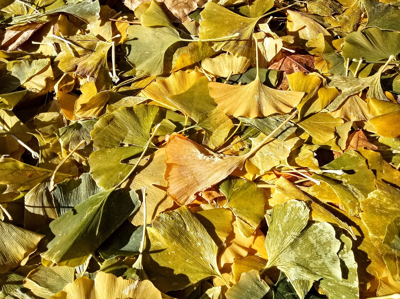 ginkgo nature leave free photo