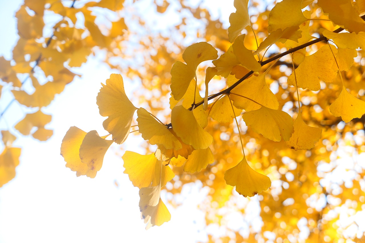 ginkgo leaf tree free photo