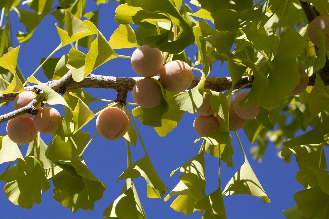 ginkgo  bank  fruit free photo