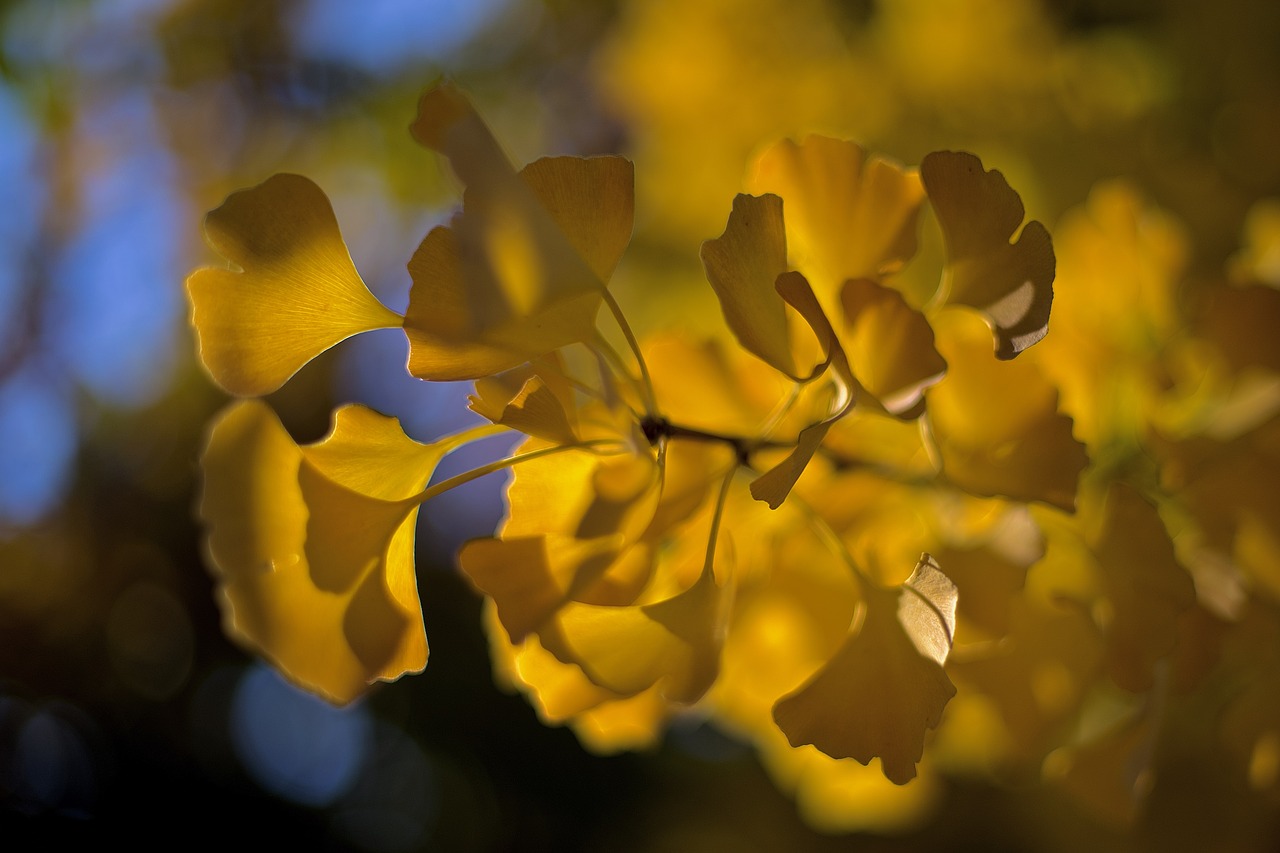 ginkgo  biloba  leaves free photo