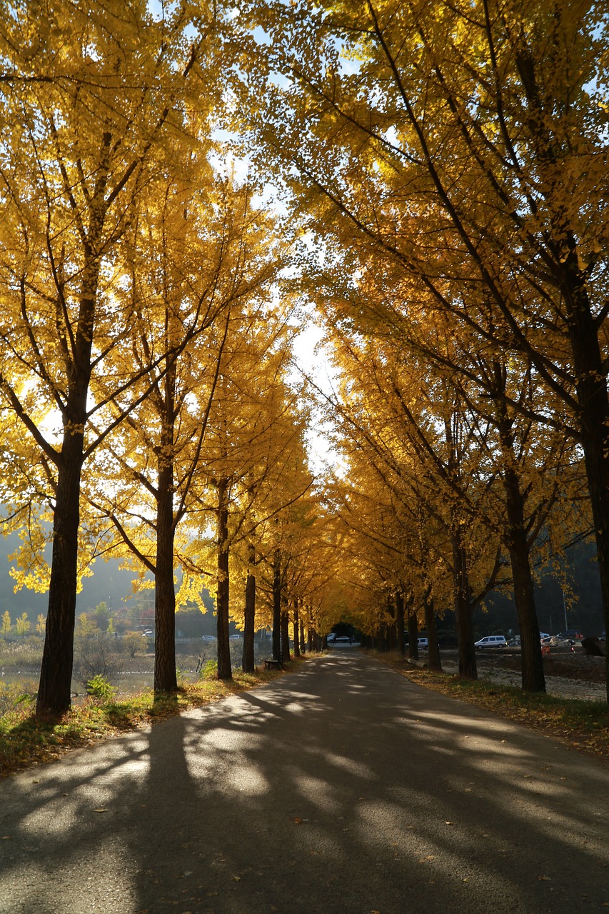 ginkgo  autumn leaves  morning free photo