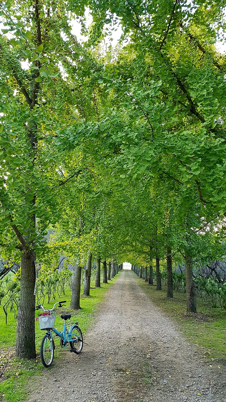 ginkgo  nature  wood free photo