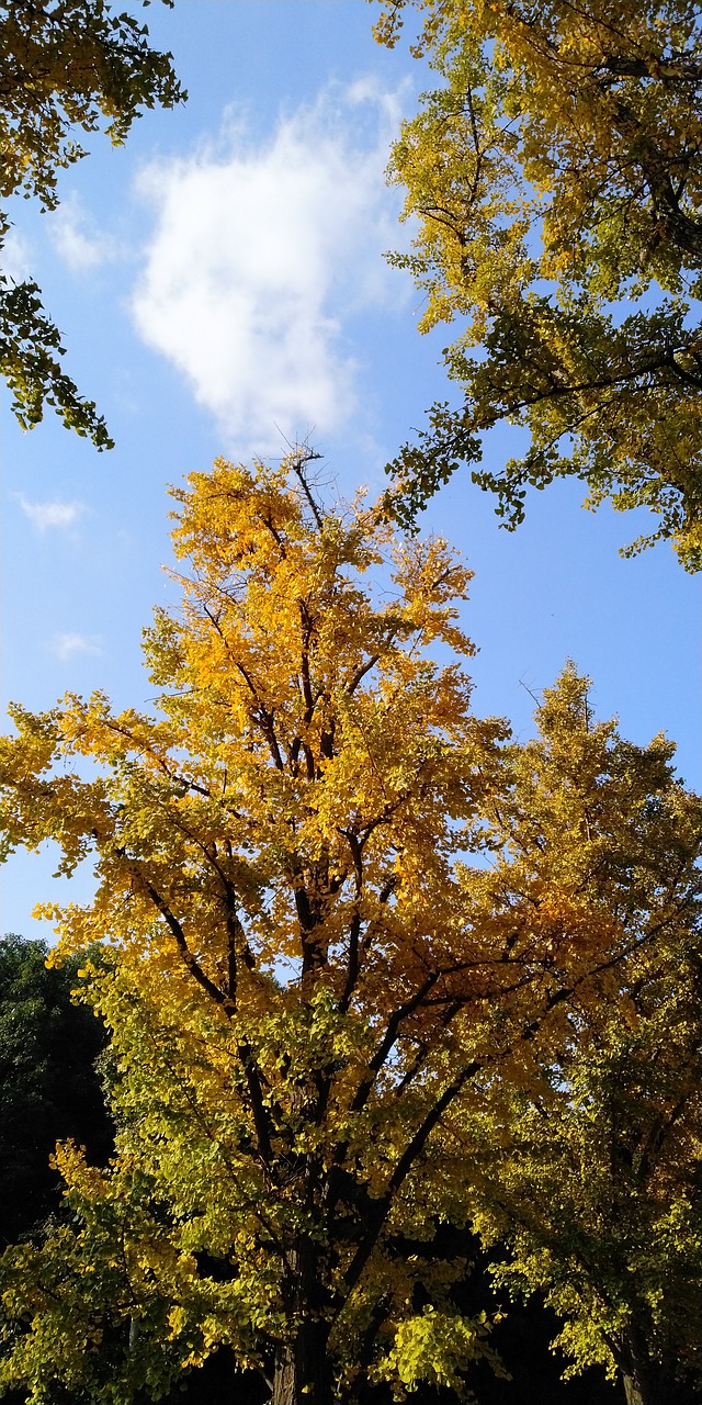 ginkgo  sky  clear free photo