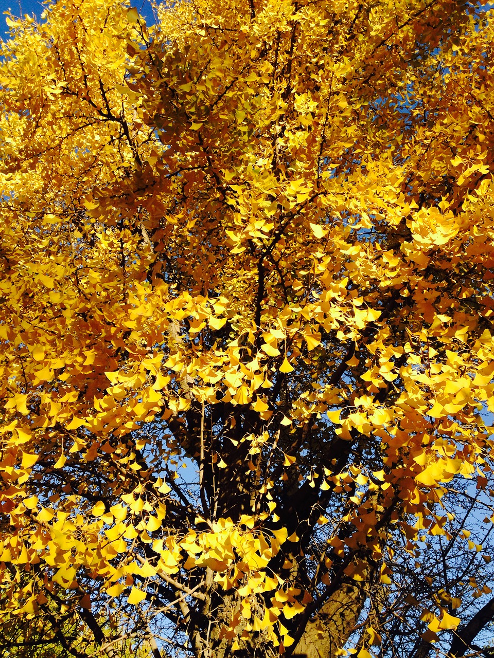 ginkgo ginkgo trees yellow ginkgo tree free photo