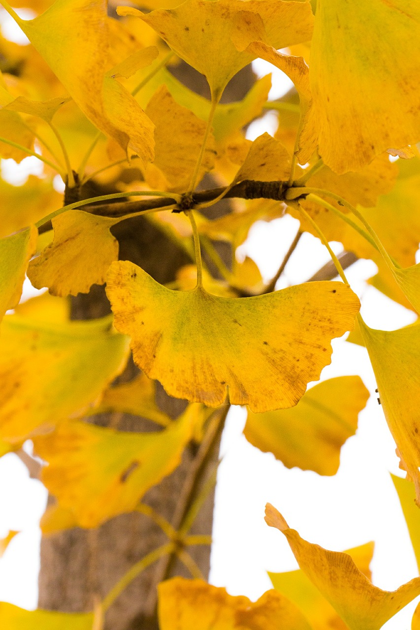 ginkgo autumn yellow free photo