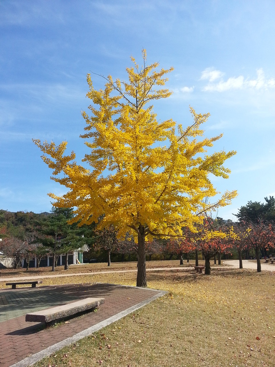 ginkgo landscape yellow free photo