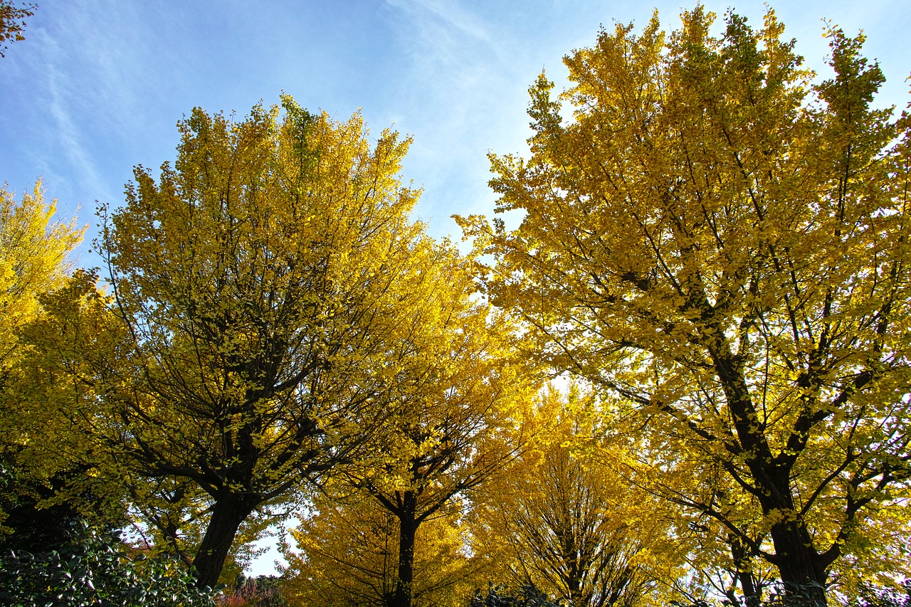 ginkgo biloba autumn yellow leaves free photo