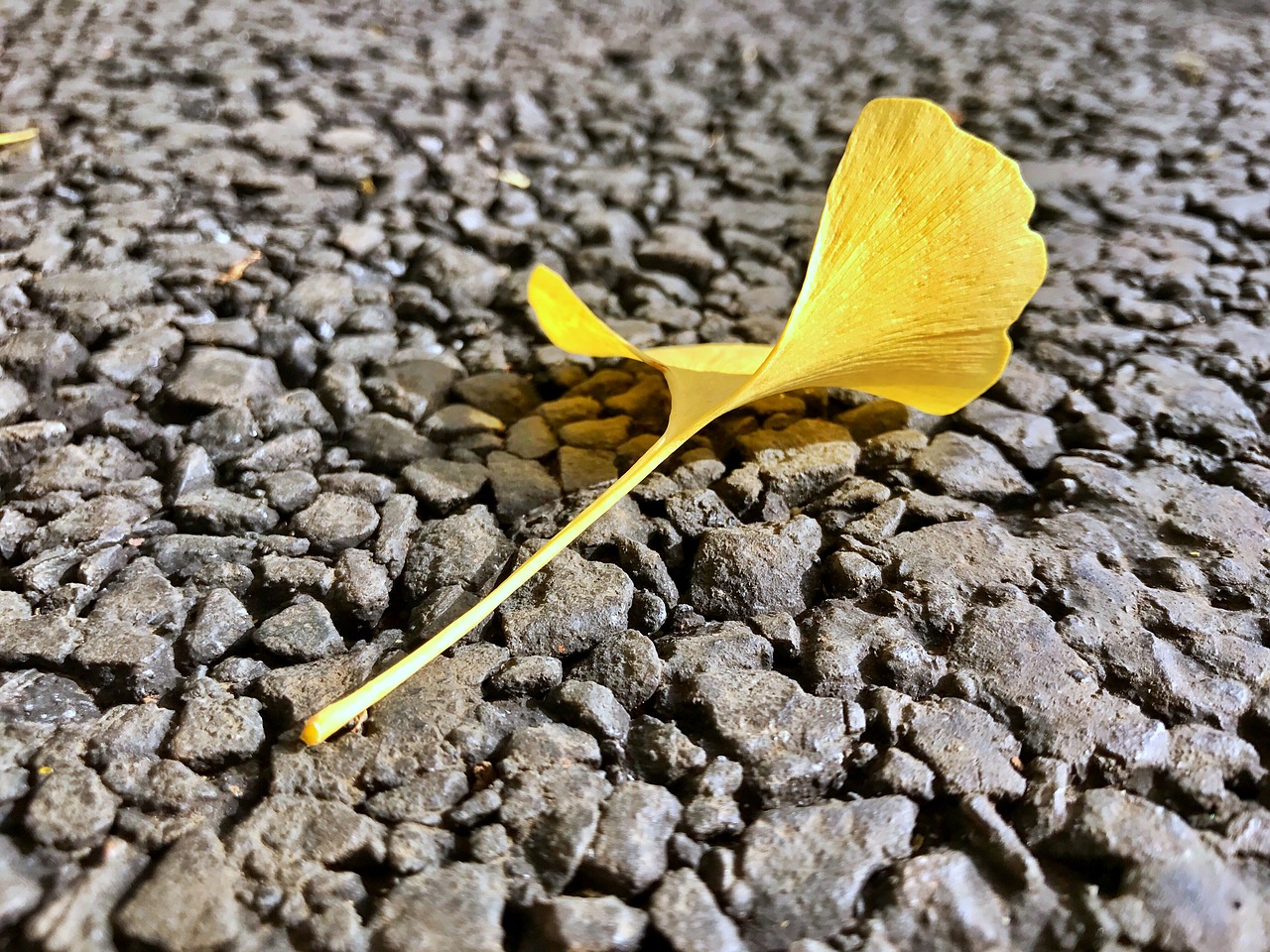 ginkgo biloba autumn yellow free photo