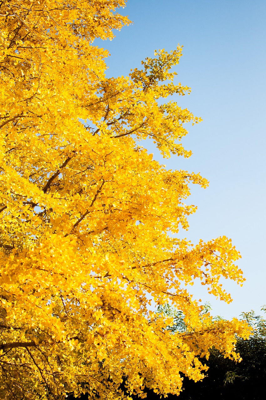 ginkgo biloba autumnal leaves landscape free photo