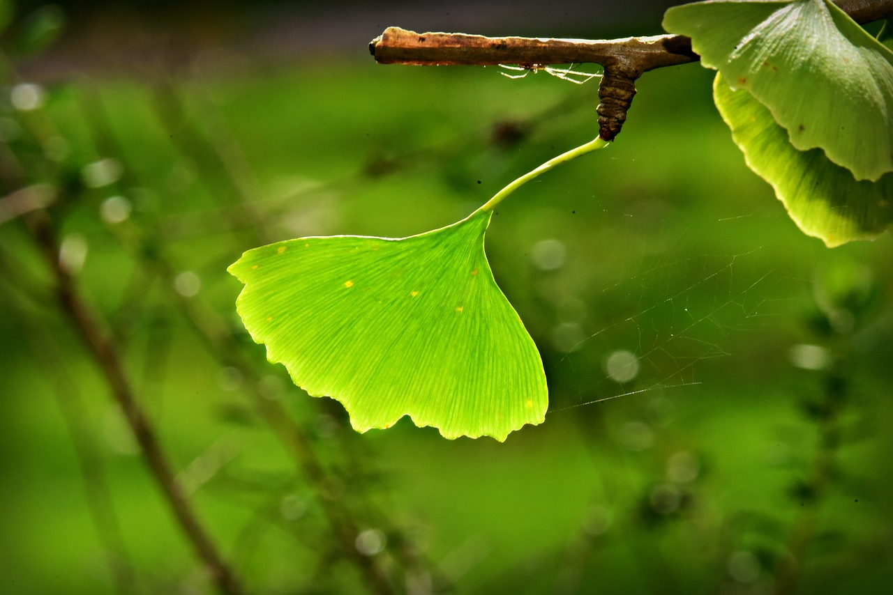 ginkgo biloba  leaf  branch free photo