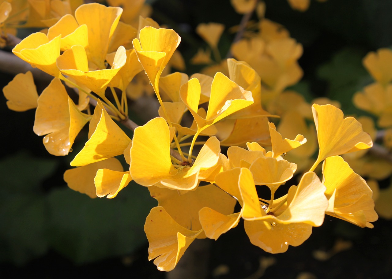 ginkgo biloba autumn macro free photo