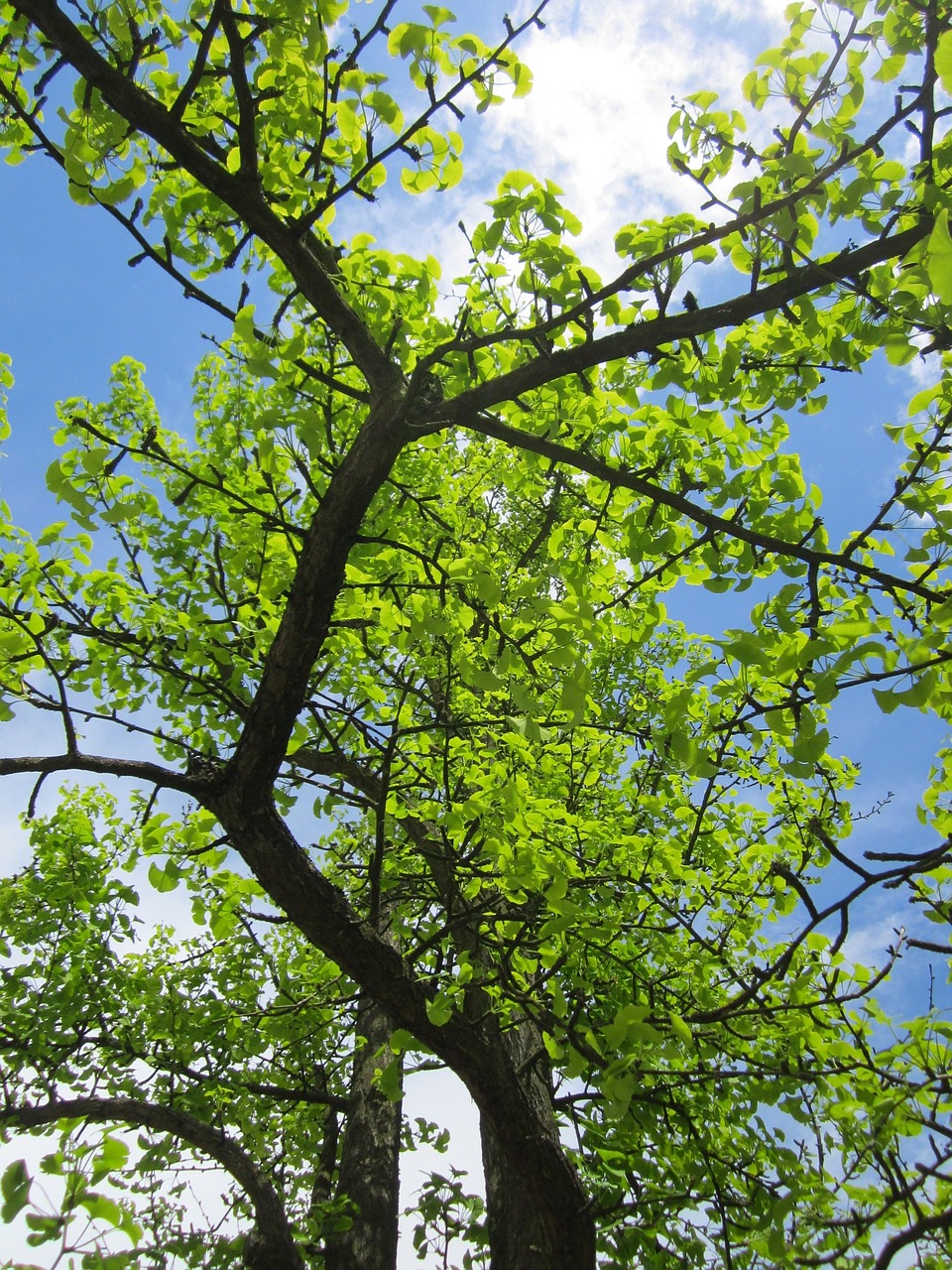 ginkgo biloba ginko maidenhair tree free photo