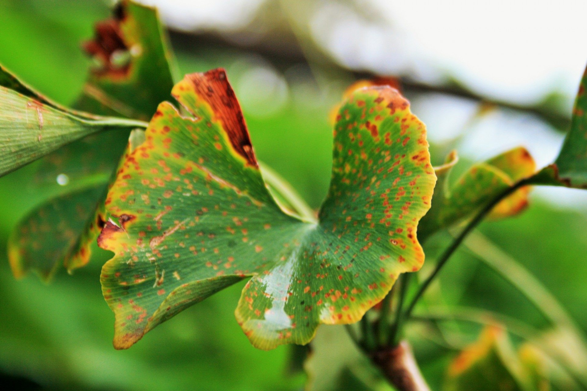 ginkgo biloba leaves yellowing free photo