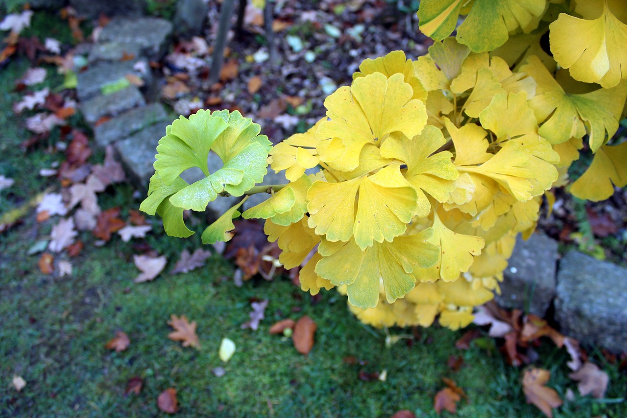 ginkgo japanese tree foliage free photo