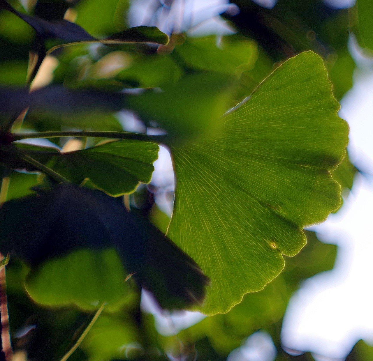 ginkgo japanese ginkgo biloba leaf free photo