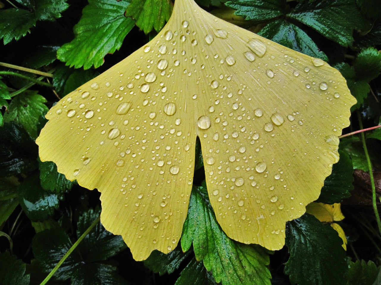 ginkgo leaf raindrop fan-shaped leaf free photo