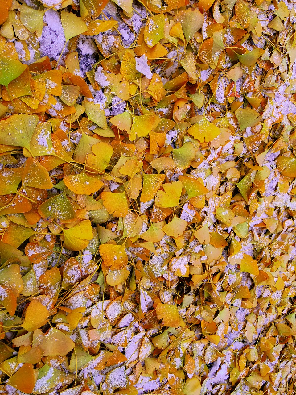 ginkgo leaf snow yellow free photo