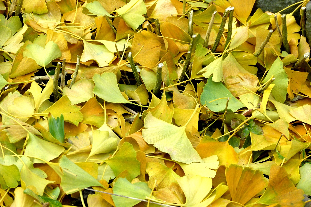 ginkgo leaves autumn leaves free photo