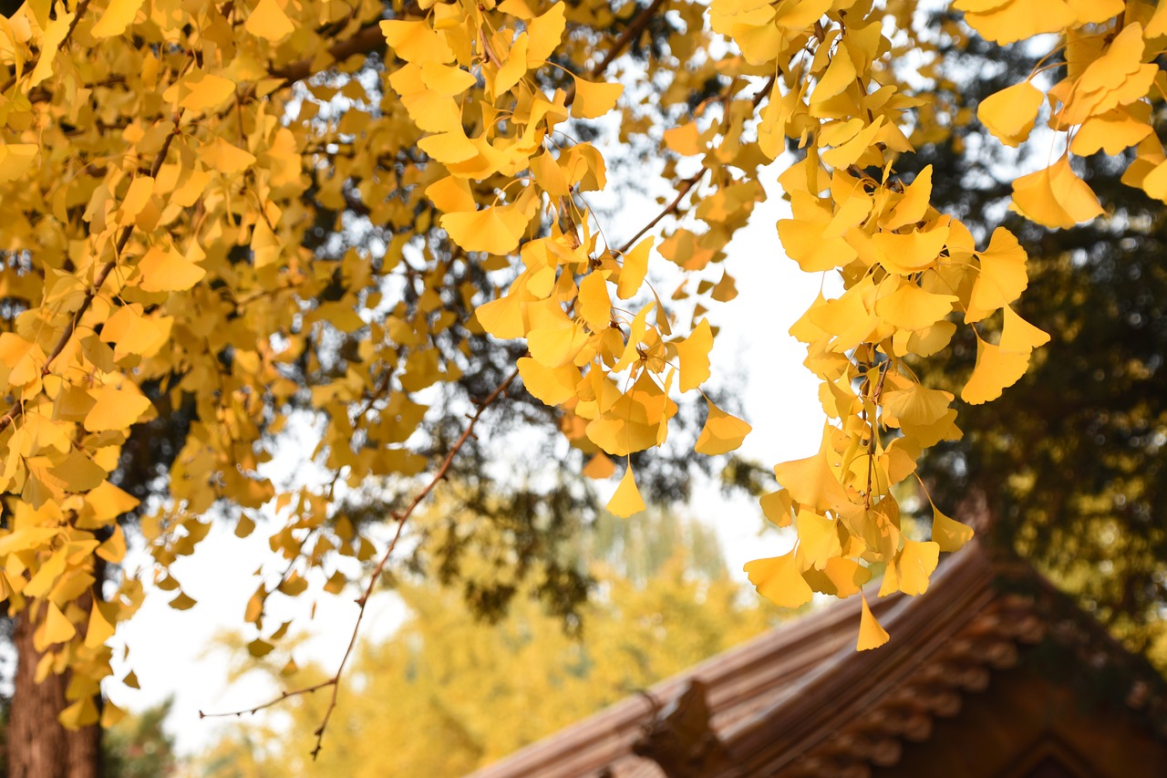 ginkgo trees autumn yellow leaves free photo