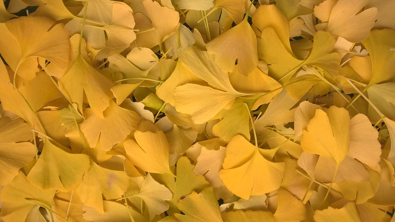 ginko leaves yellow free photo