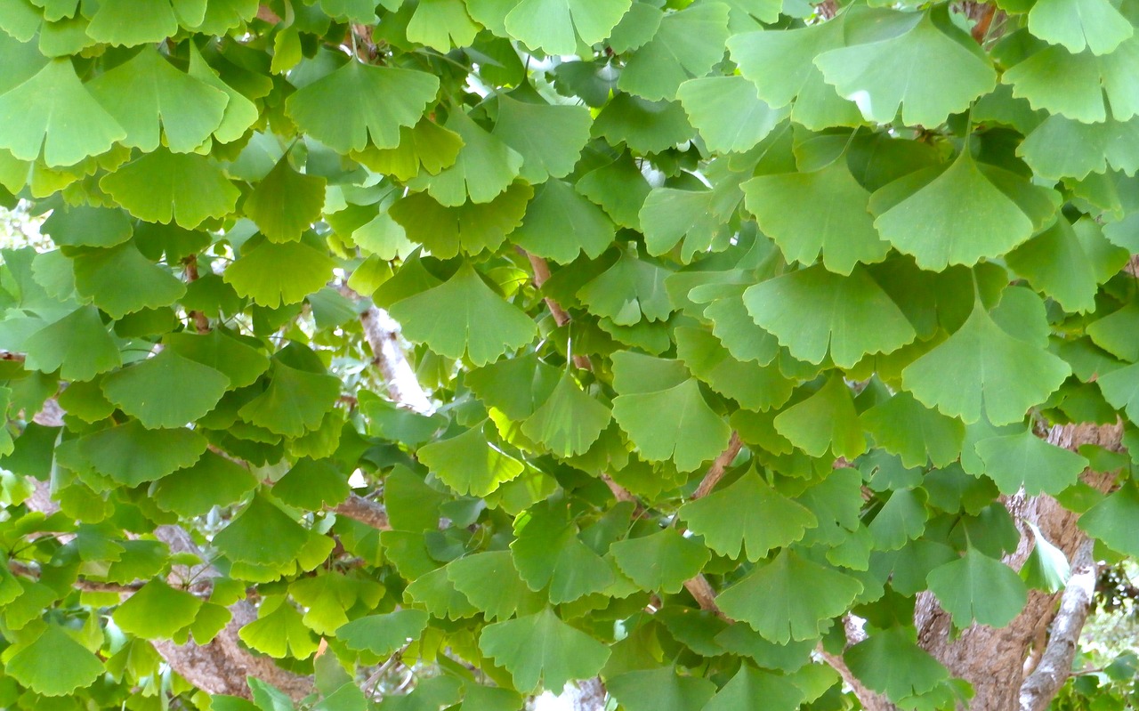 ginko biloba leaf tree free photo