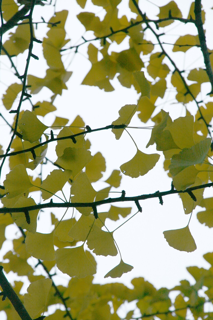 ginko leaf leaves foliage free photo