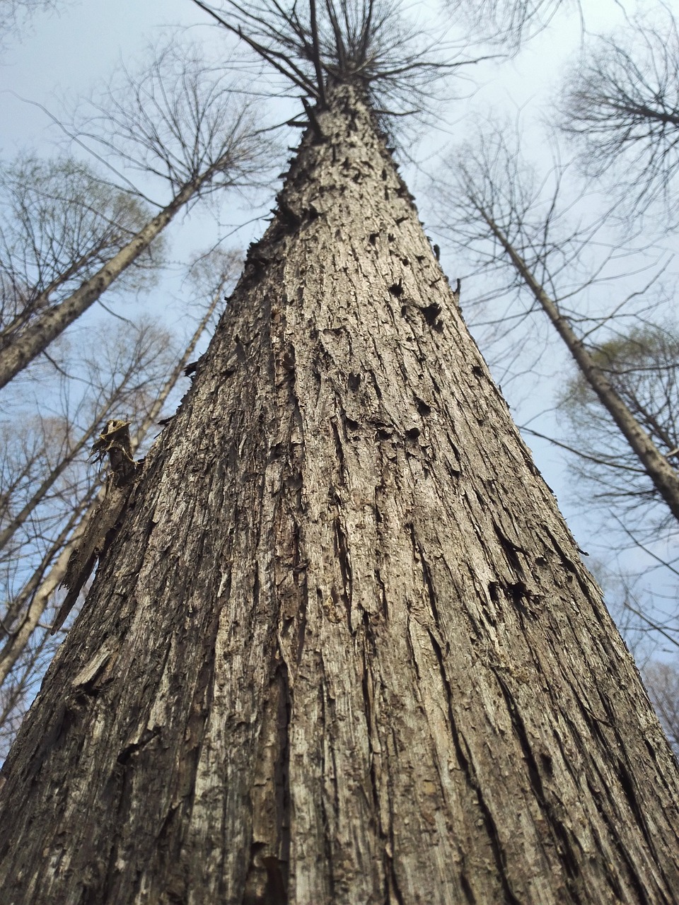 ginseng day big trees free photo