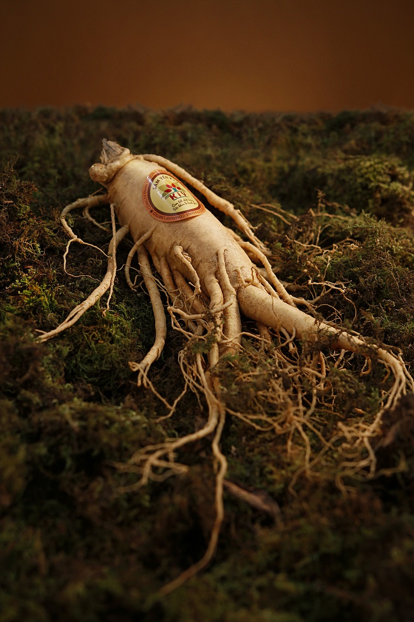 ginseng yellow grass free photo